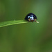 Steelblue Ladybird by yaorenliu