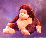 24th Jan 2024 - Cheeky monkey 