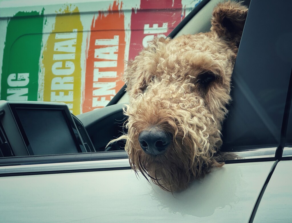 Adorable Airedale  by 365projectorgmissdeb