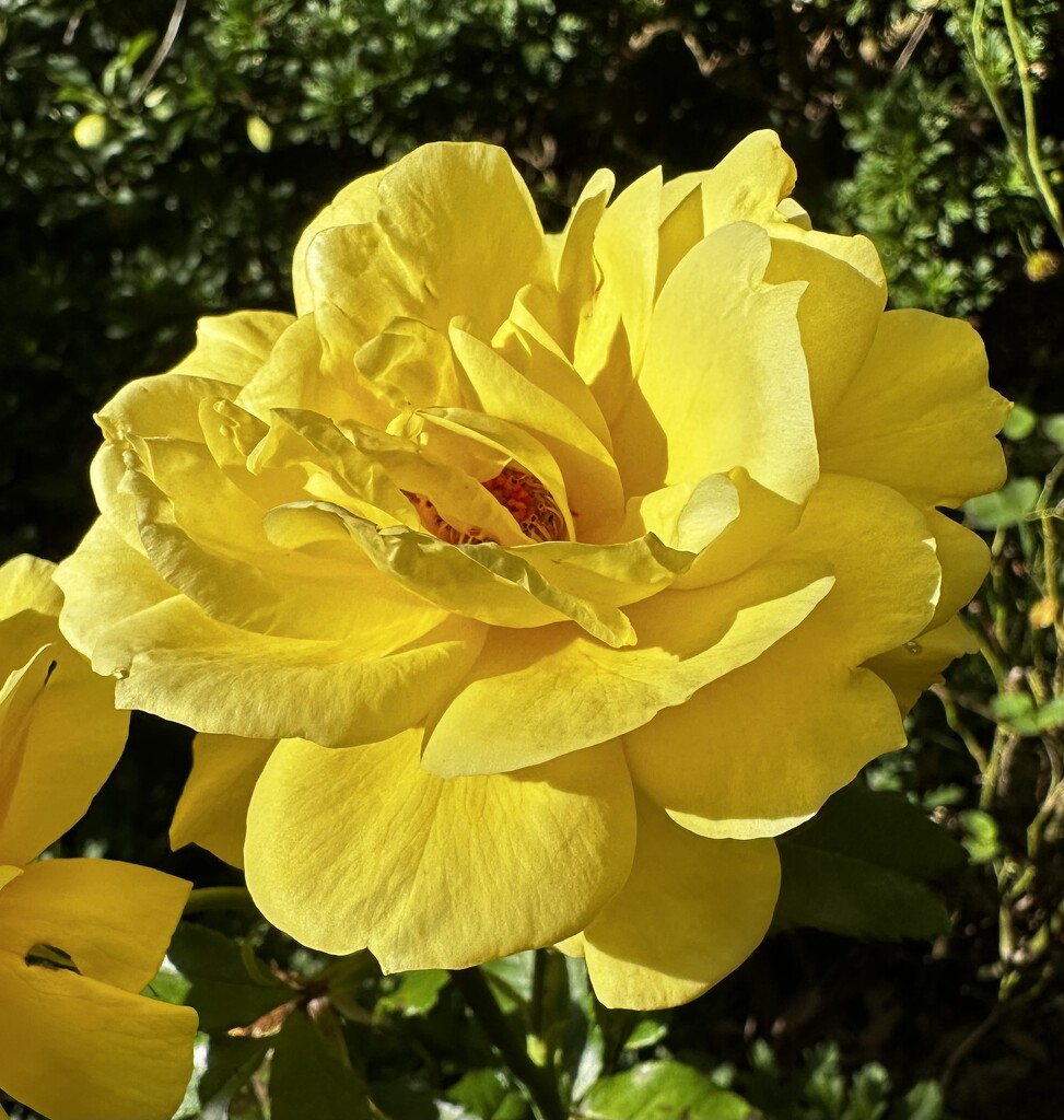 Yellow rose in summer by joluisebeth