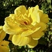 Yellow rose in summer by joluisebeth