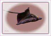 24th Jan 2024 - Anthurium flower 