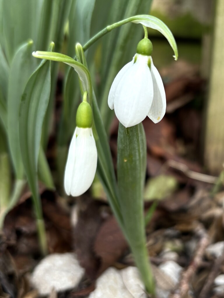 Snowdrops are springing by lizgooster
