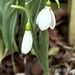 Snowdrops are springing by lizgooster