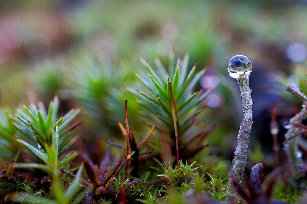 Water drop on lichen by okvalle