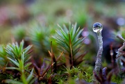 24th Jan 2024 - Water drop on lichen