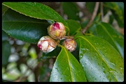 24th Jan 2024 - LHG_5232. Camellia sasanqua buds
