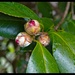 LHG_5232. Camellia sasanqua buds by rontu