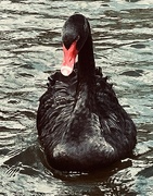 24th Jan 2024 - The Black Swan 