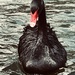The Black Swan  by kitkat365