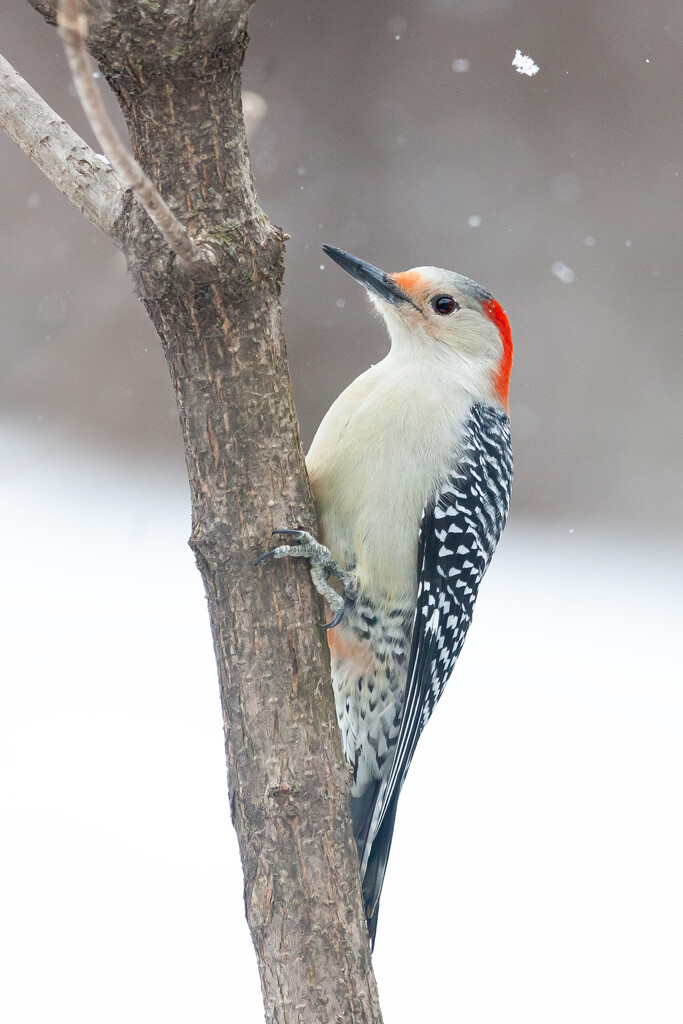 Red bellied woodpecker by bobbic