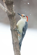 24th Jan 2024 - Red bellied woodpecker