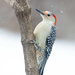 Red bellied woodpecker by bobbic