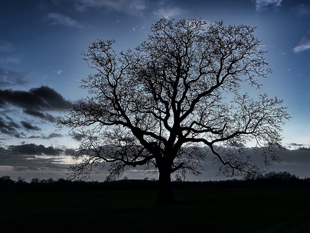 That Tree Again  by phil_sandford