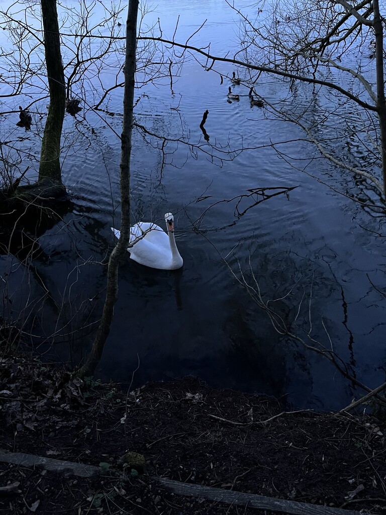 Swan with threatening aura by helenawall