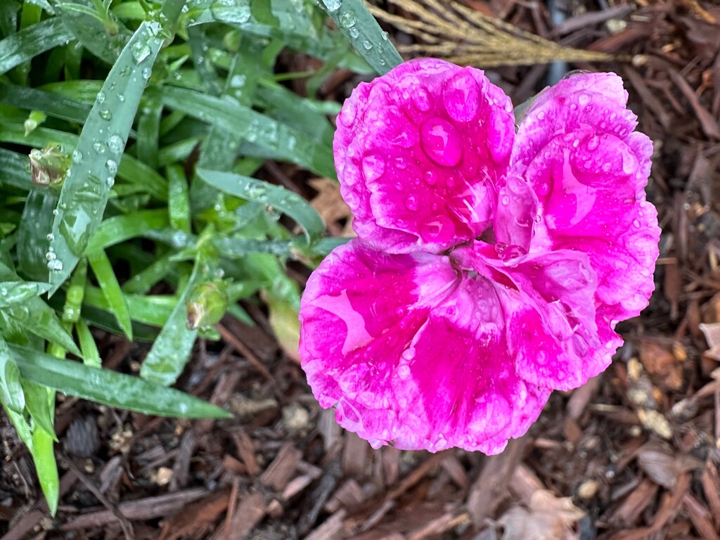 Dianthus in the rain by shutterbug49