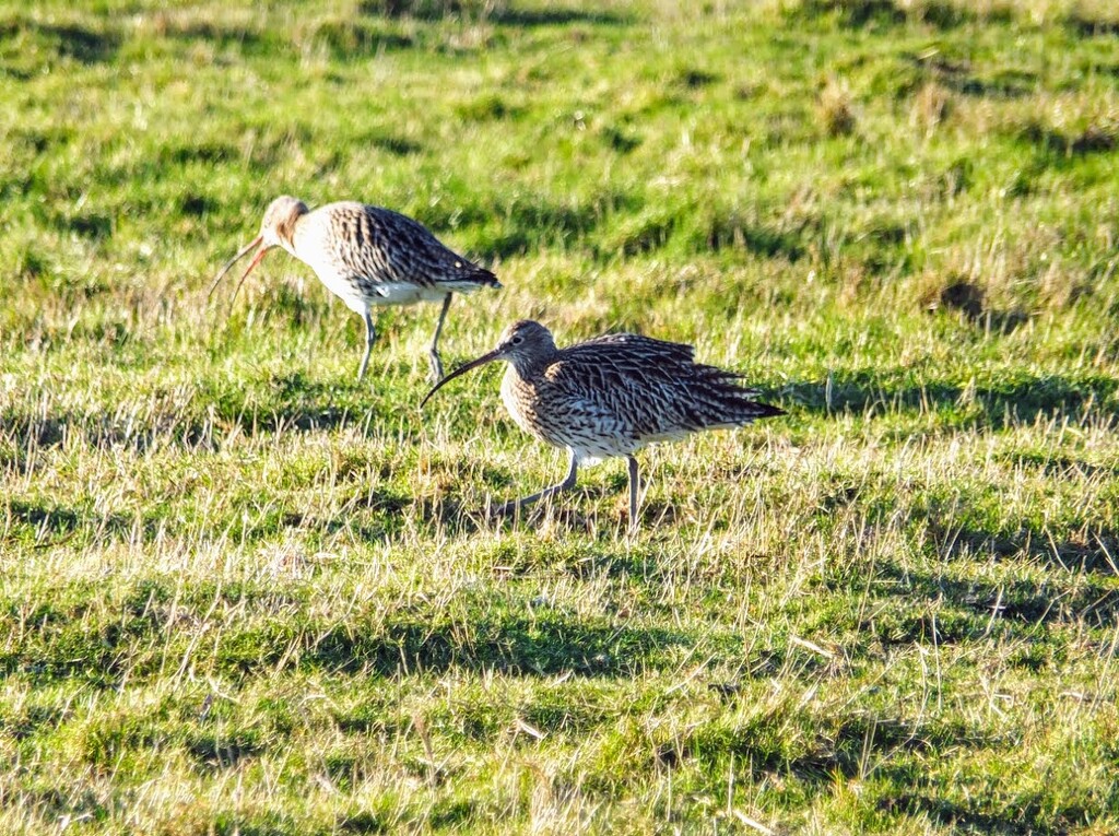 Strutting their stuff! by bigmxx