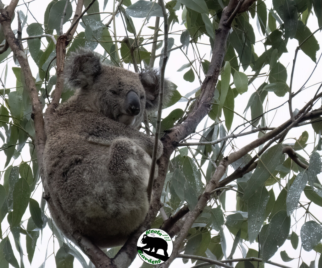 comfy armchair by koalagardens
