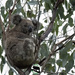 comfy armchair by koalagardens