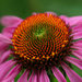 Echinacea Flower by yorkshirekiwi