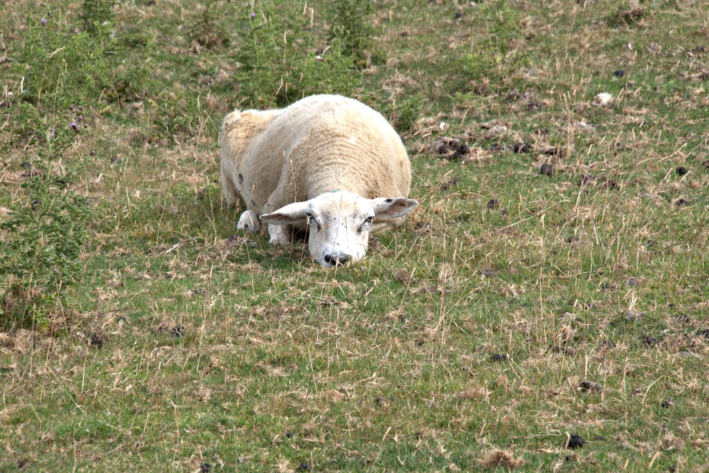 fed up sheep by ollyfran