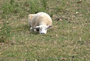 24th Jan 2024 - fed up sheep