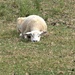fed up sheep by ollyfran