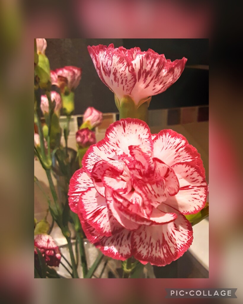 Red and white carnations. by grace55