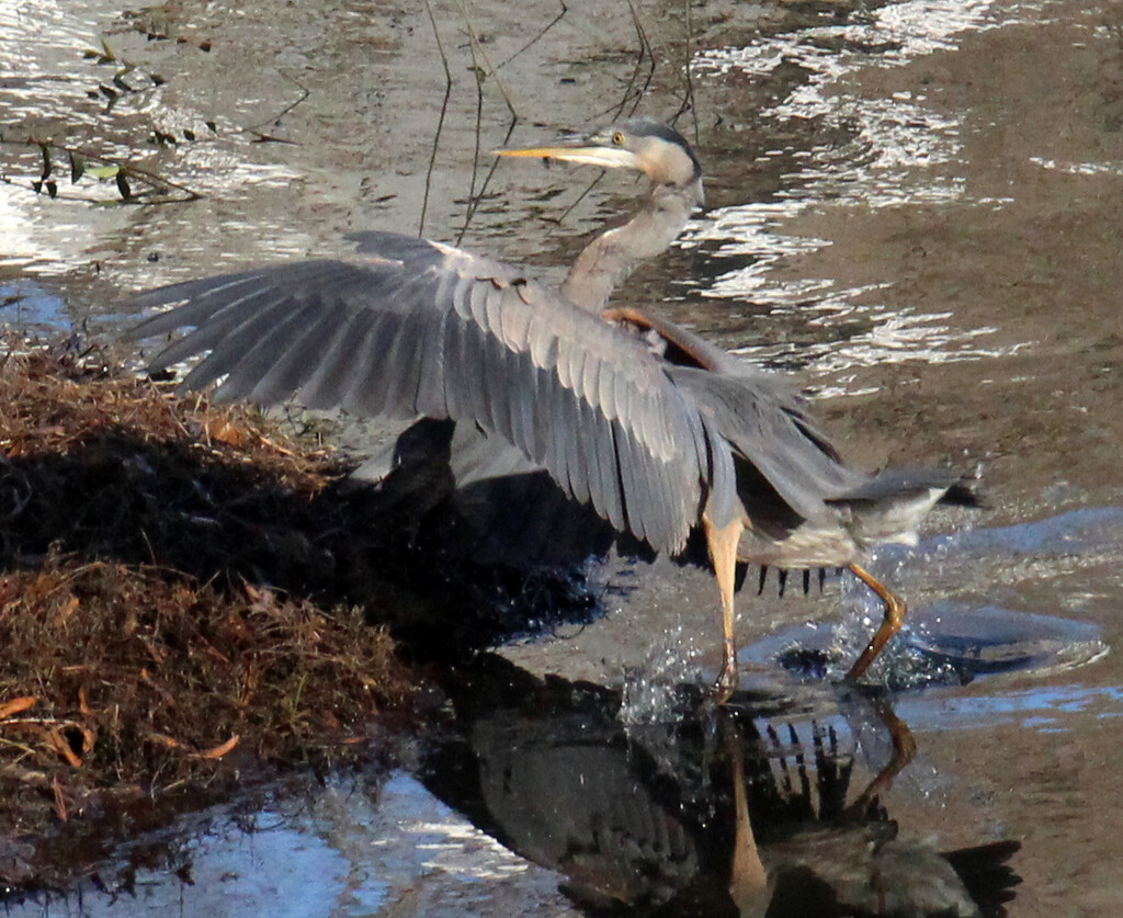 Jan 5 Heron Landing C U In Cove With Reflection IMG_6873AAA by georgegailmcdowellcom