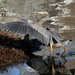 Jan 5 Heron Landing C U In Cove With Reflection IMG_6873AAA by georgegailmcdowellcom