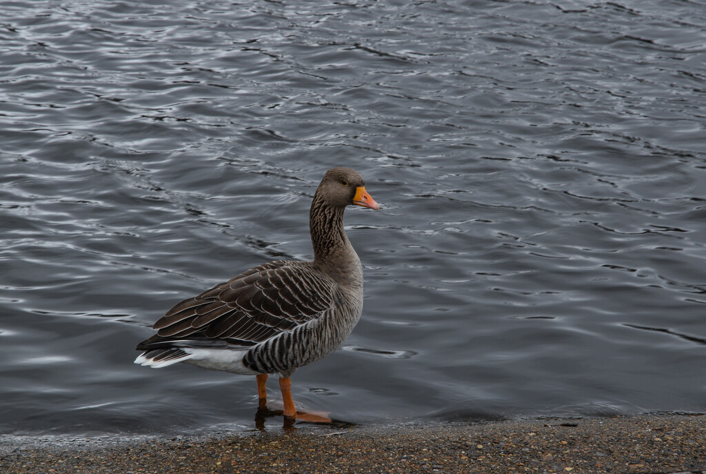 Grumpy Grey Goose by tiaj1402