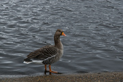 23rd Jan 2024 - Grumpy Grey Goose