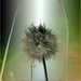 The very last dandelion.. by robz