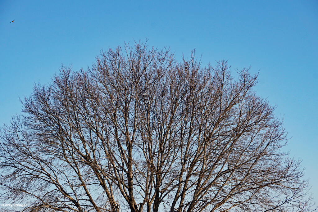 Tree sky and bird by larrysphotos