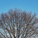 Tree sky and bird by larrysphotos