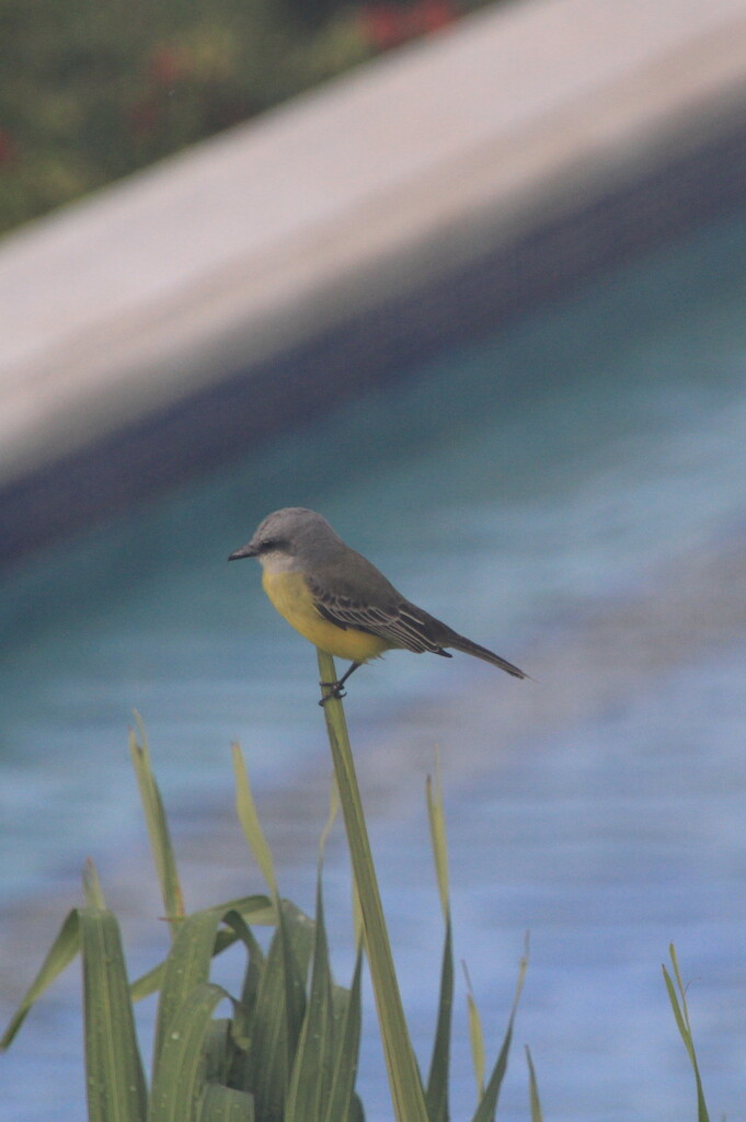 Tropical kingbird by pirish