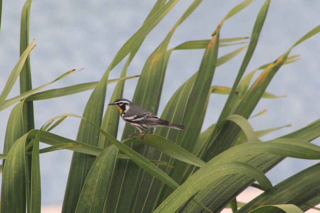 Yellow-throated warbler by pirish