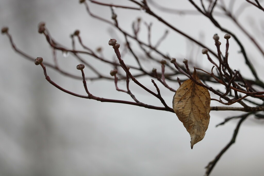 January 24: A dogwood leaf on a foggy morning by daisymiller