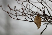 24th Jan 2024 - January 24: A dogwood leaf on a foggy morning