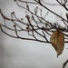 January 24: A dogwood leaf on a foggy morning by daisymiller