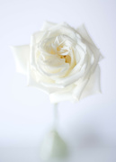 21st Jan 2024 - lensbaby rose