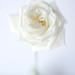 lensbaby rose by jackies365