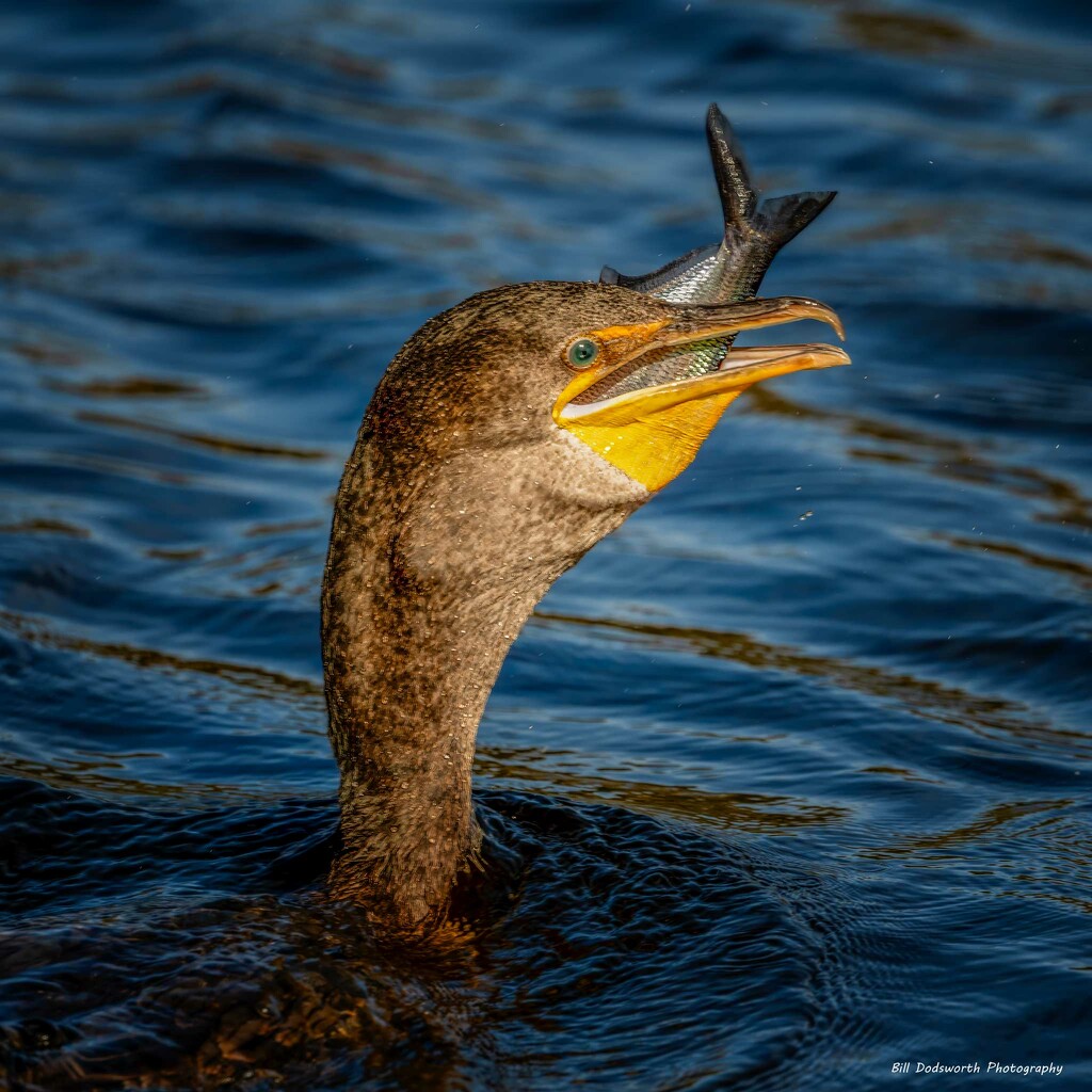 Cormorant by photographycrazy