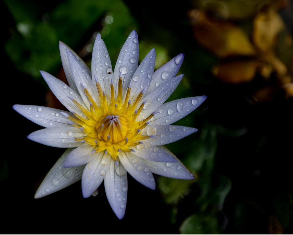 Water Lily by cwbill
