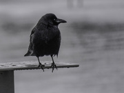 5th Jan 2024 - The Crow Watches