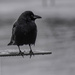 The Crow Watches by sandy2017