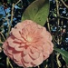 Karma Camellia by jnewbio