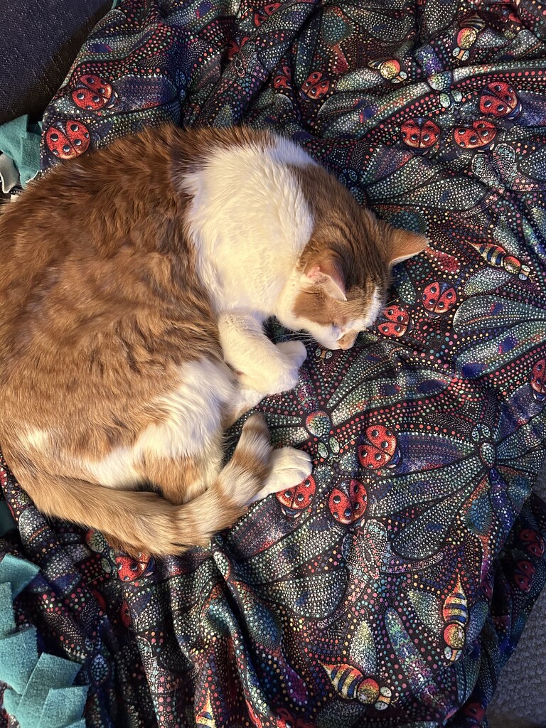 Cat taking over the new Dragonfly blanket.  by dolores