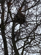 24th Jan 2024 - N Is for Nest