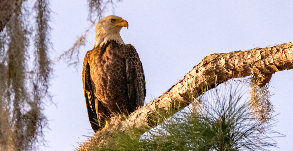 Bald Eagle at the Nest! by rickster549